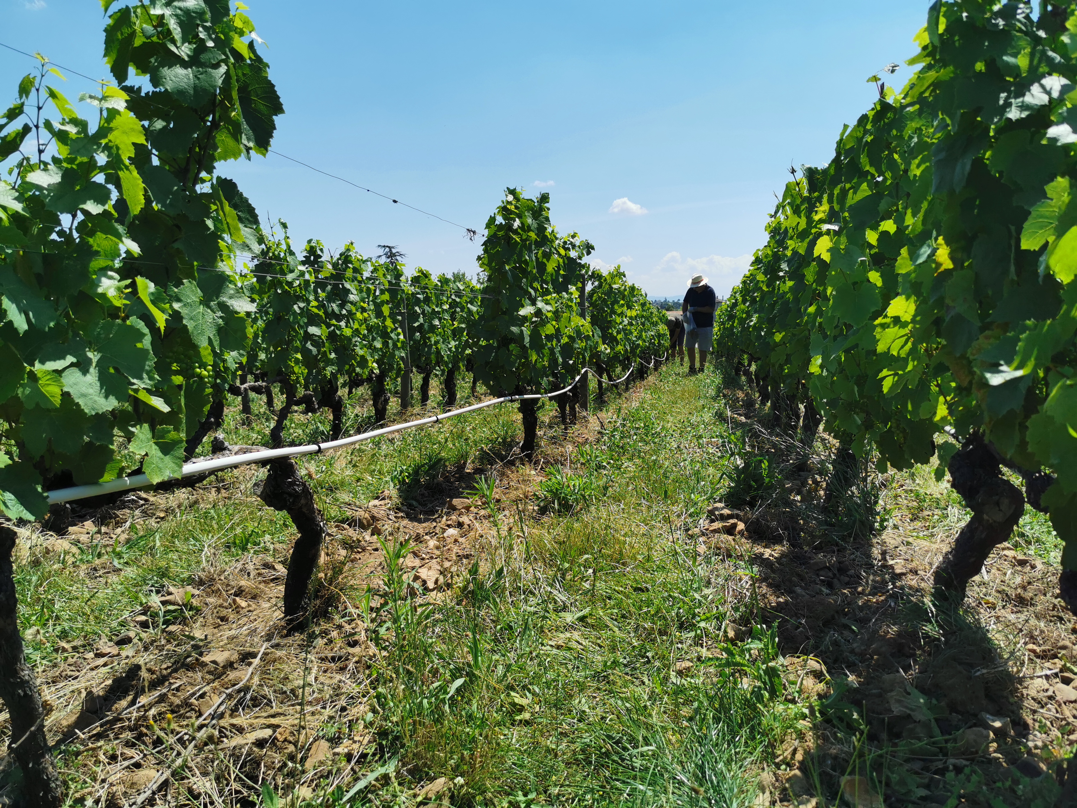 Parcelle Next Gen Viti été 2020