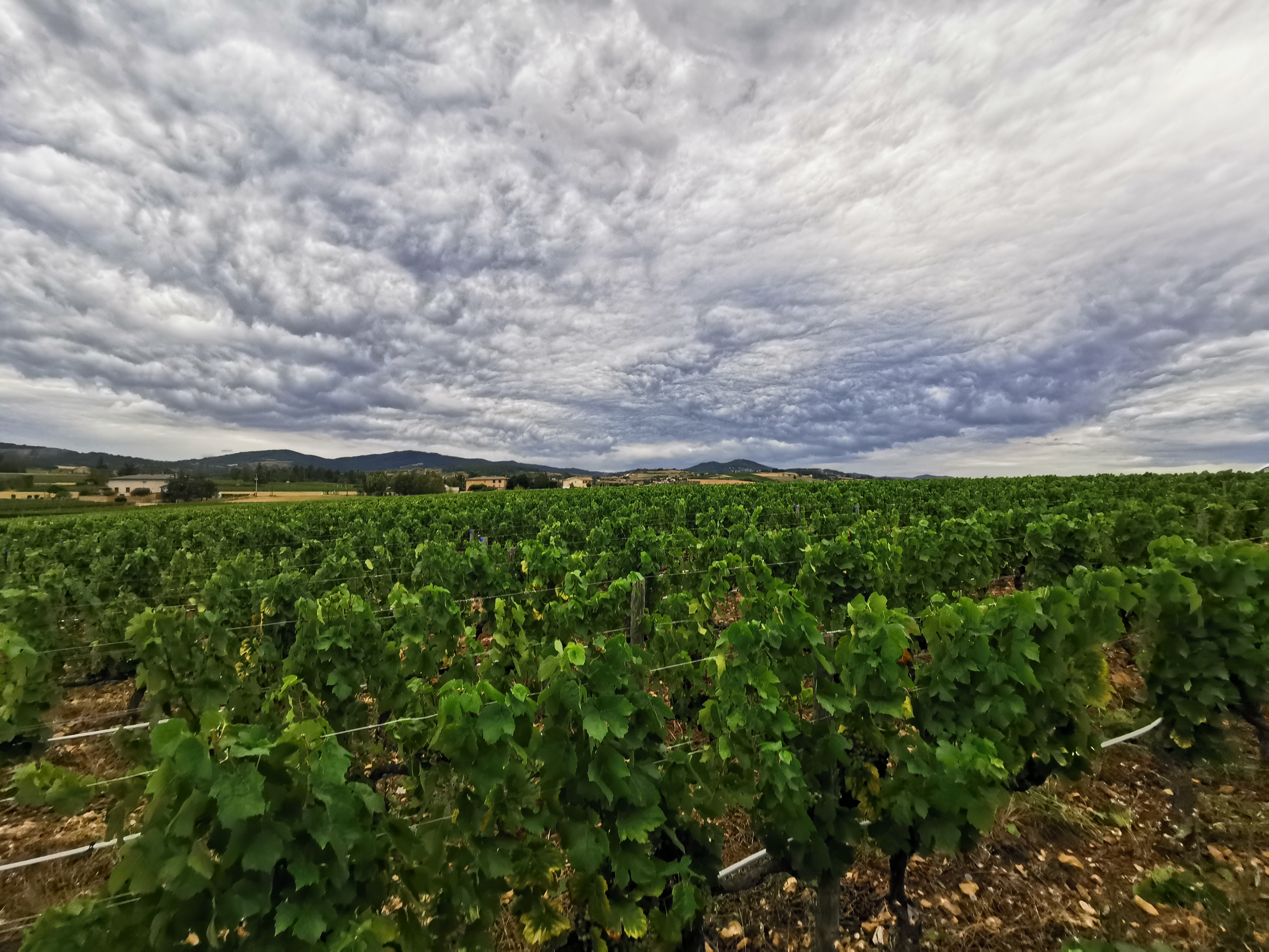 parcelle Next Gen Viti 2020