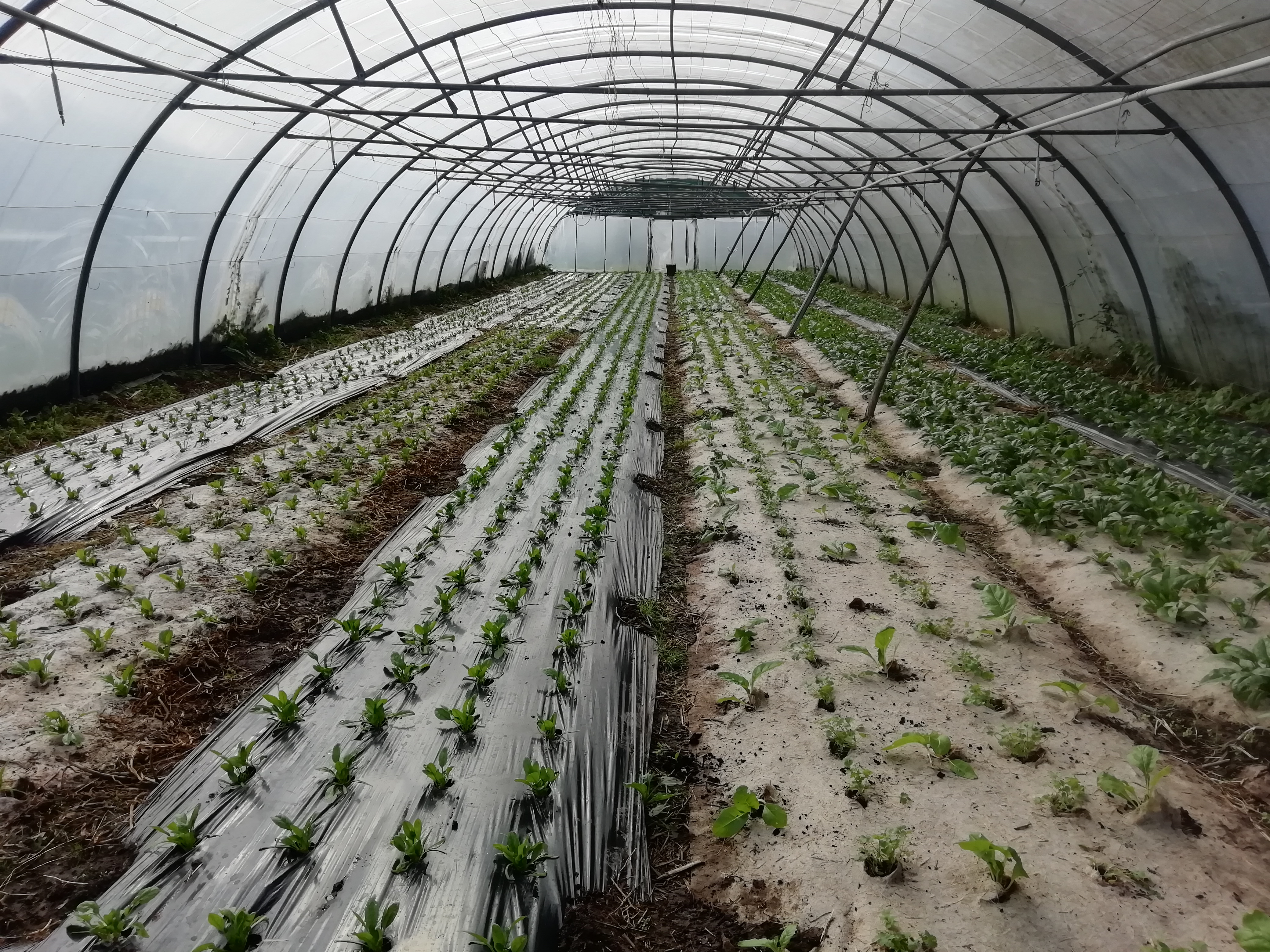 syst expé hingair automne 2020