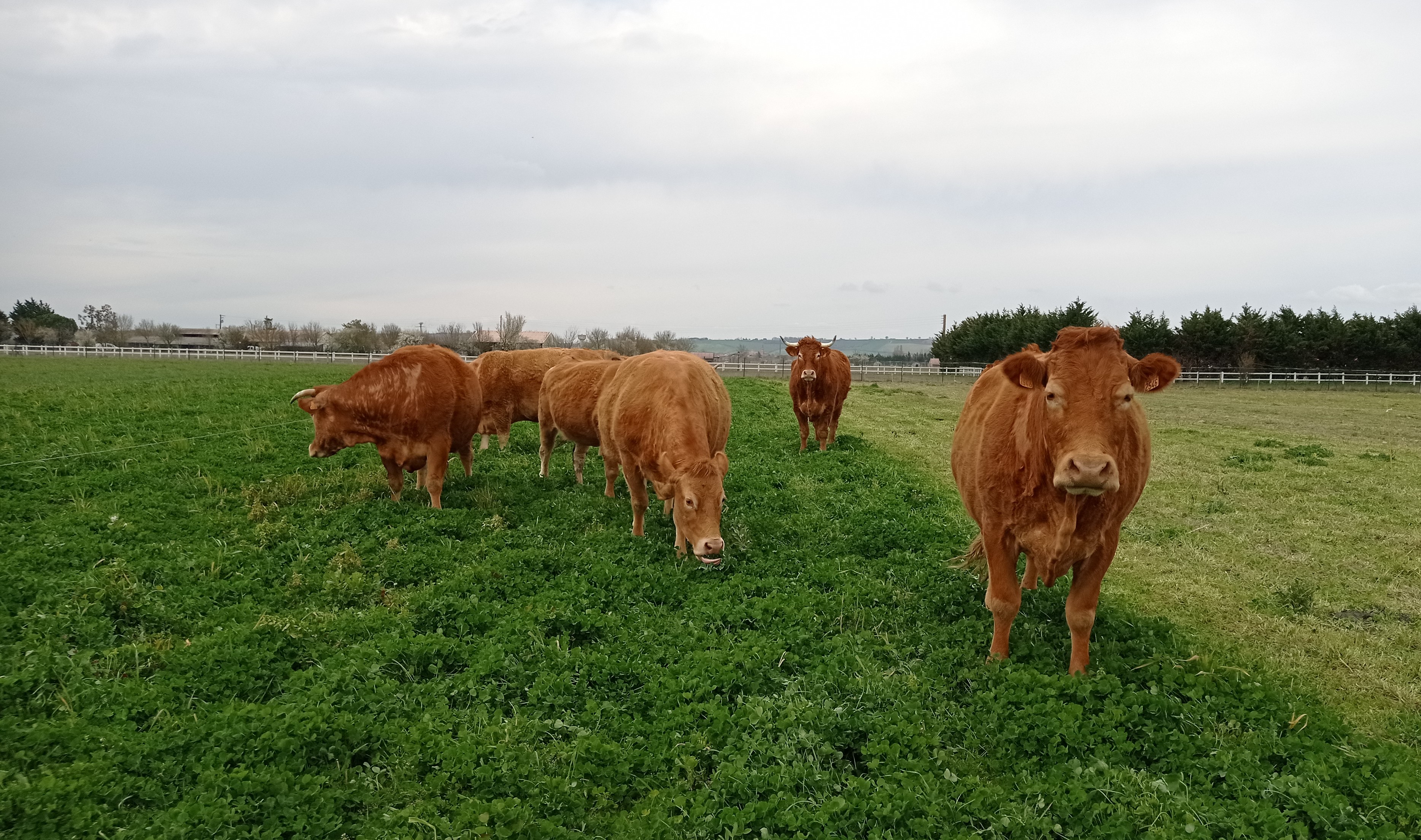 Couvert de trèfle incarnat implanté après un maïs semence et pâturé au printemps