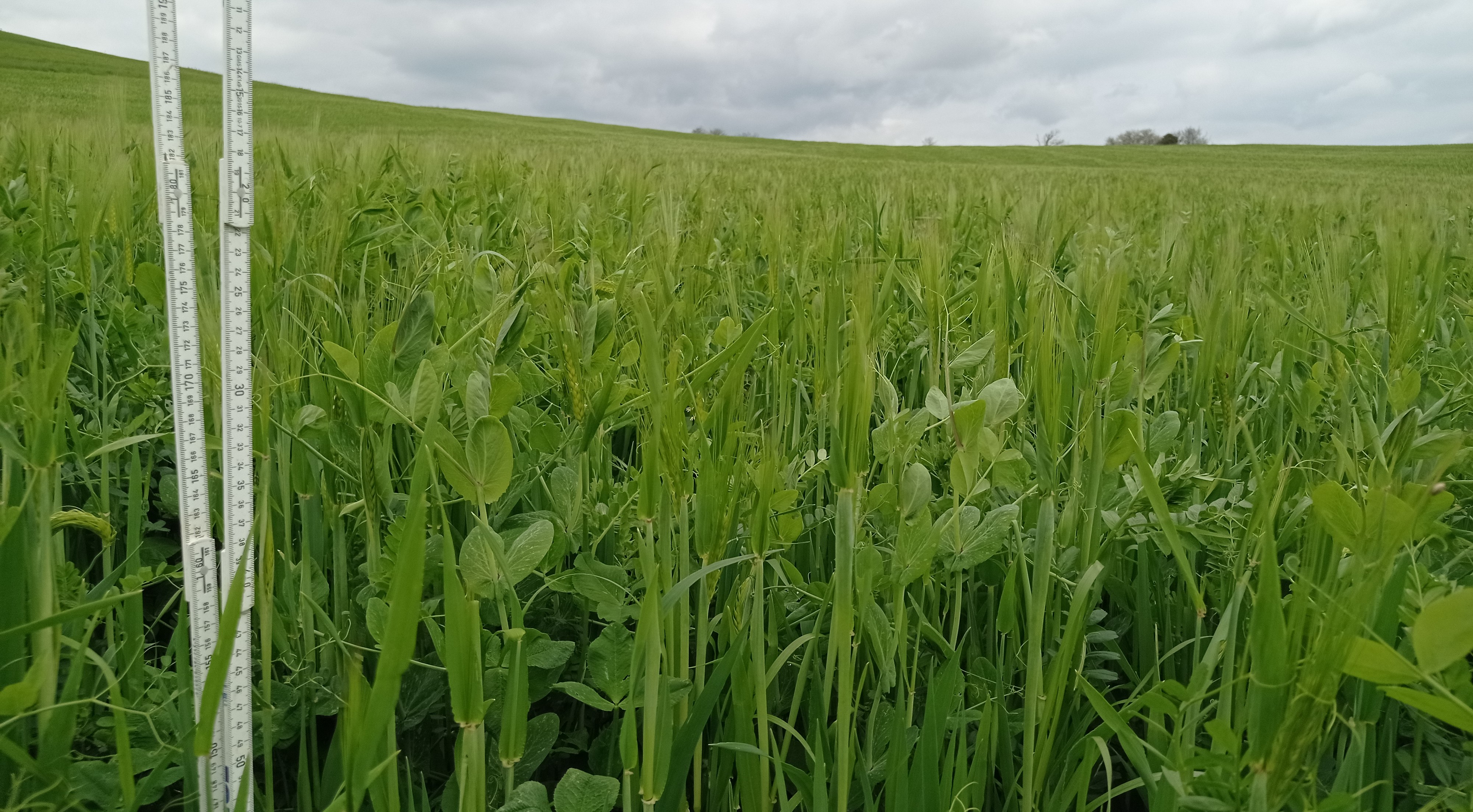 Méteil fourrage 2022 composé de pois, vesce, avoine et orge, à Ste Foi (09) (source : CA09)