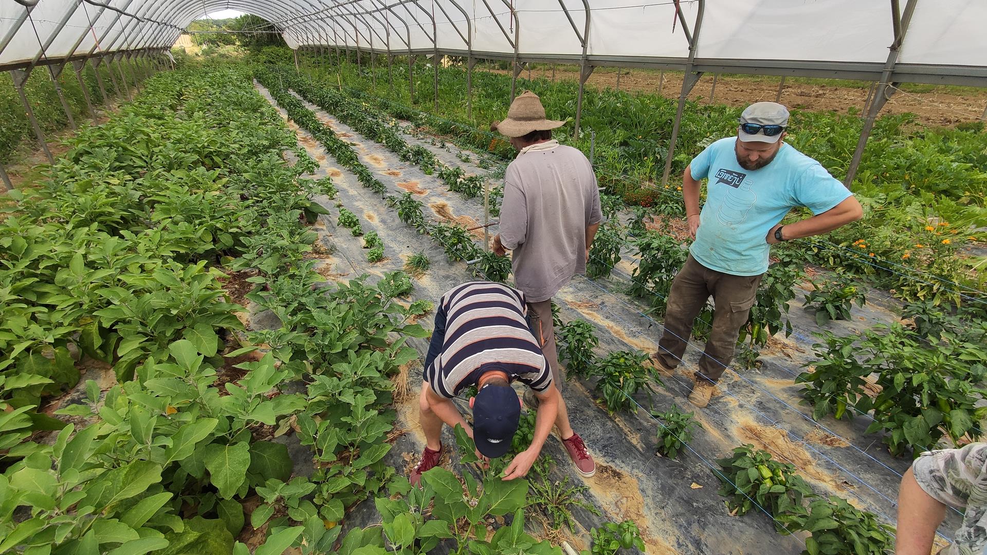 Observation en groupe des auxiliaires et ravageurs sur les cultures d'été sous abri