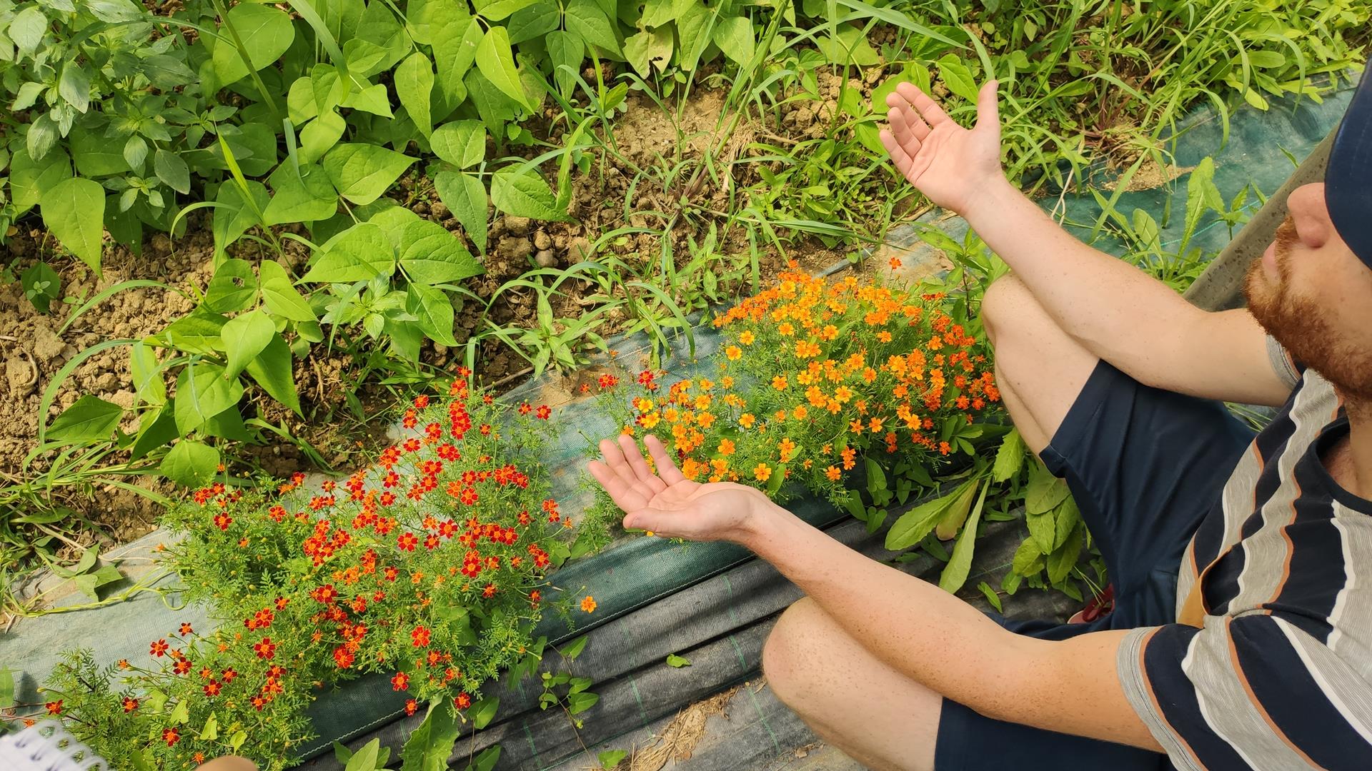 Niels Tribbot de Koppert observe la présence d'auxiliaires et de ravageurs sur les bandes fleuries