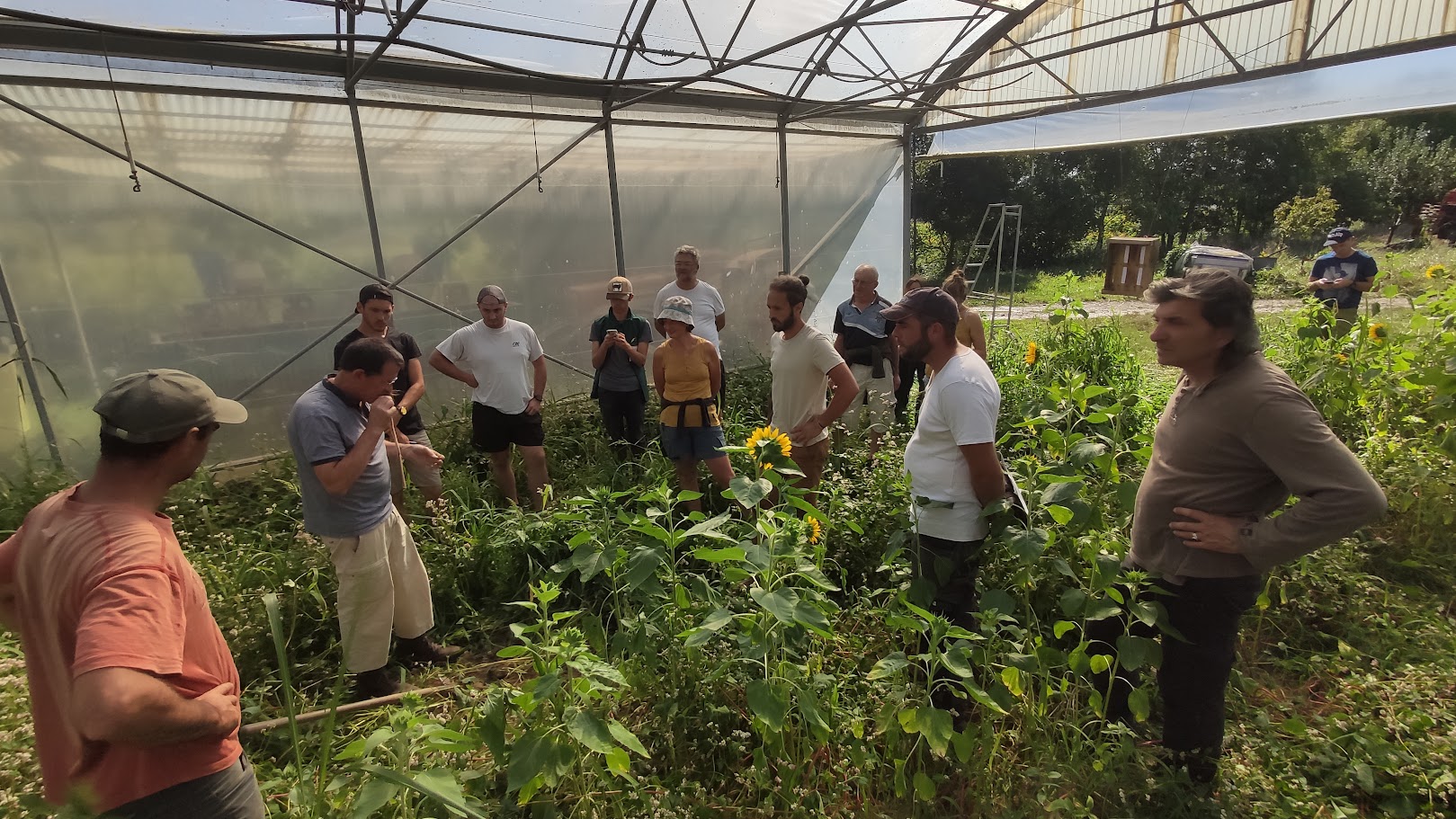 Observation d'un mélange d'engrais verts d'été à base de tournesol lors de la rencontre du 8 aout 2023