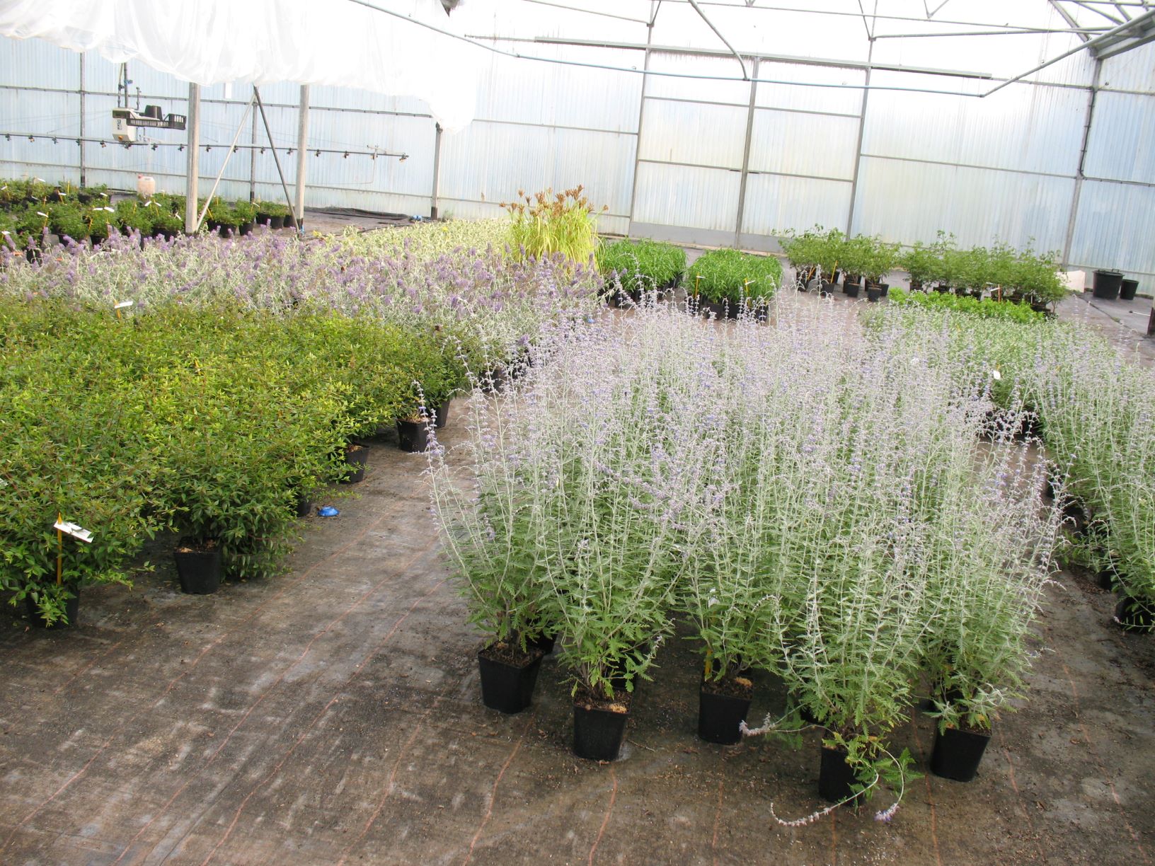 Gamme de plantes en C2L cultivées sous abri