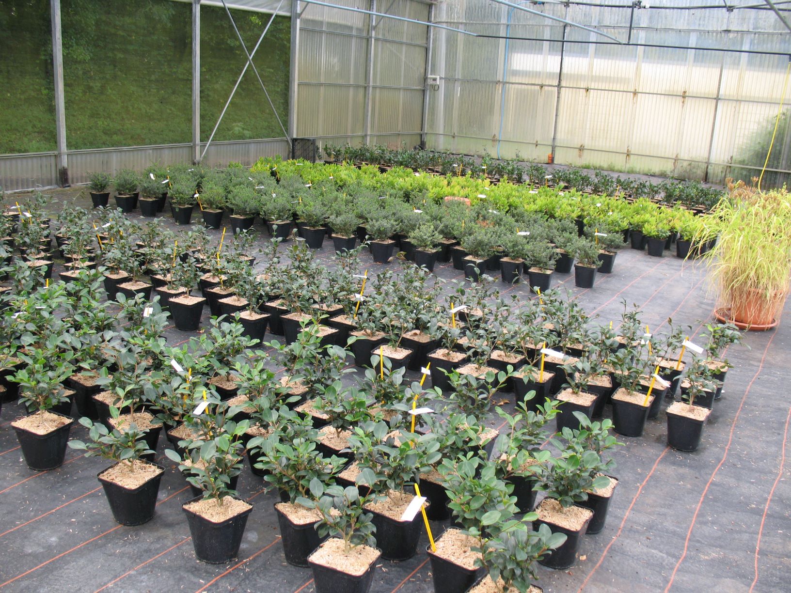 Culture de plantes de terre de bruyère sous abri (2020)