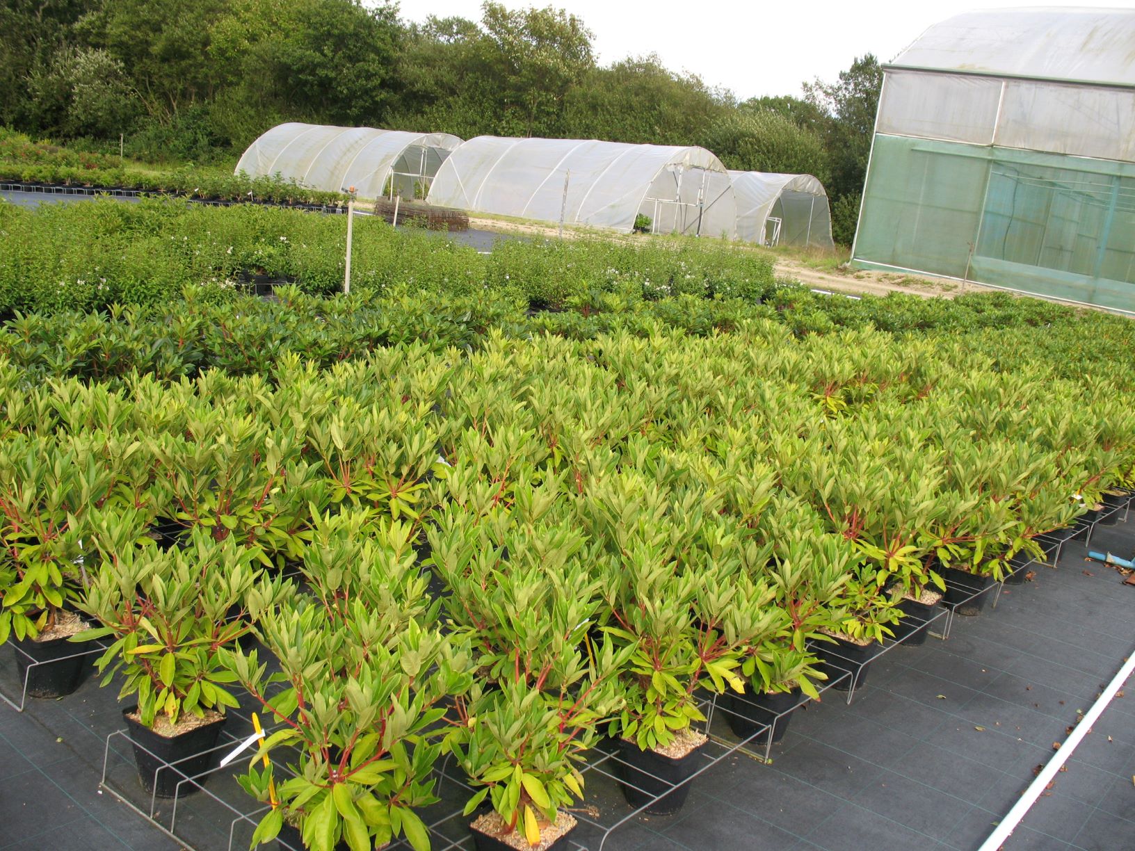 Culture de Rhododendron en extérieur (2020)