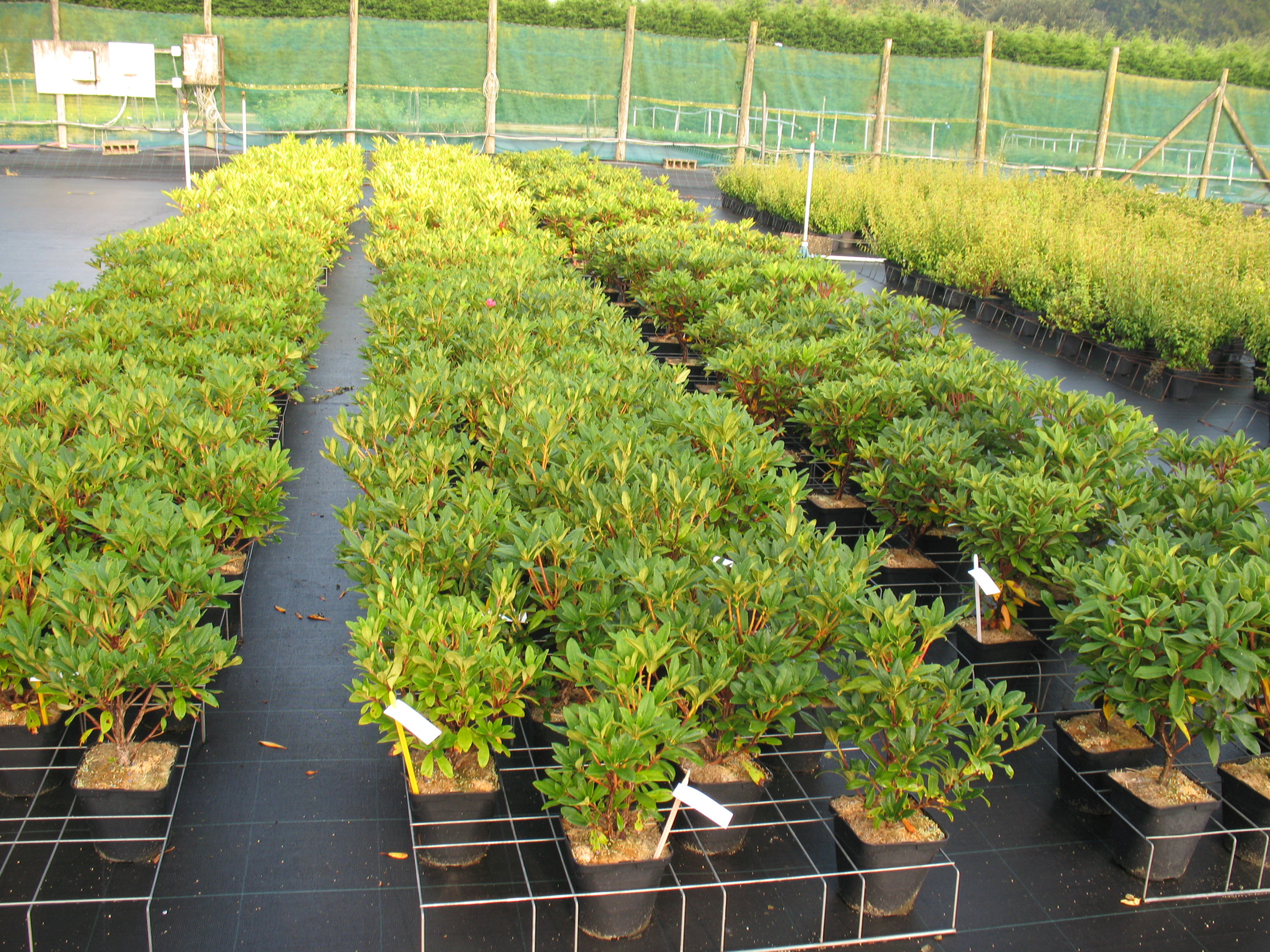 Culture de rhododendron en pépinière extéreiure