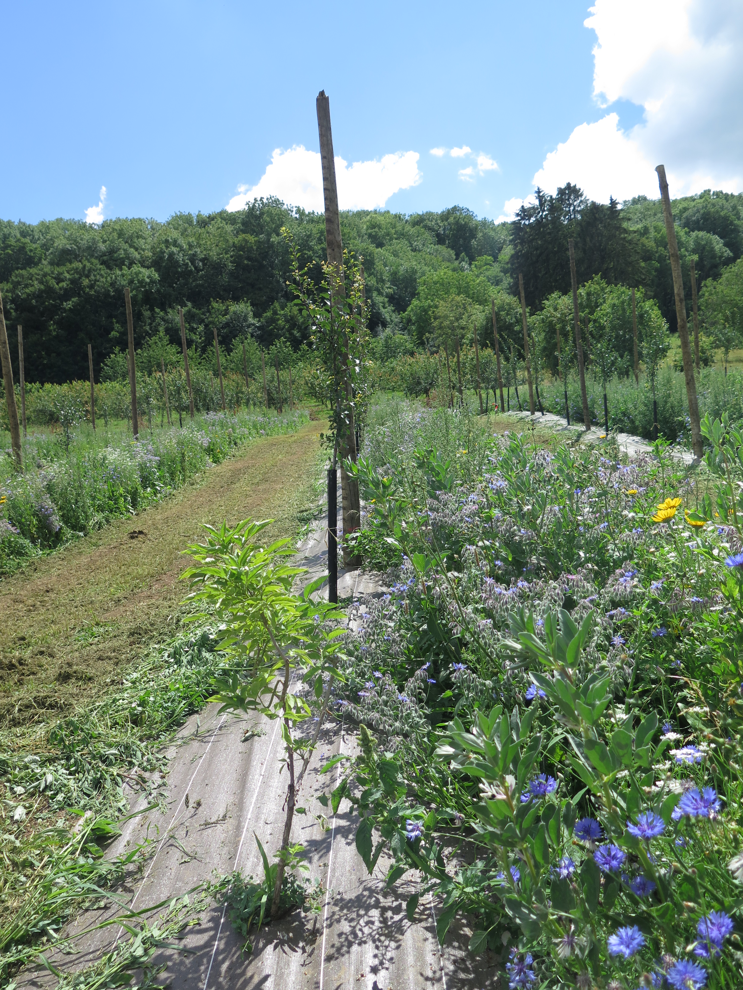 dispositif expérimental