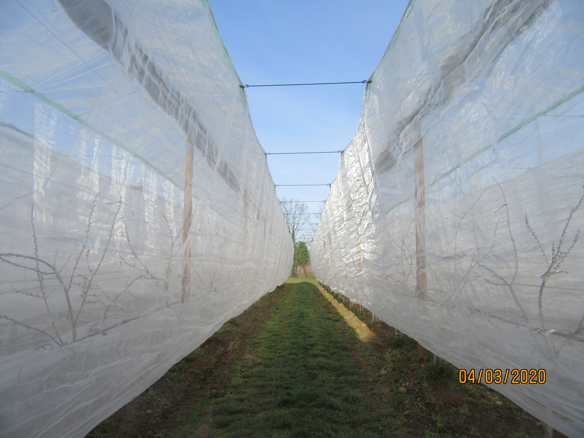 Photographie de la parcelle BIO avec filets dépliés