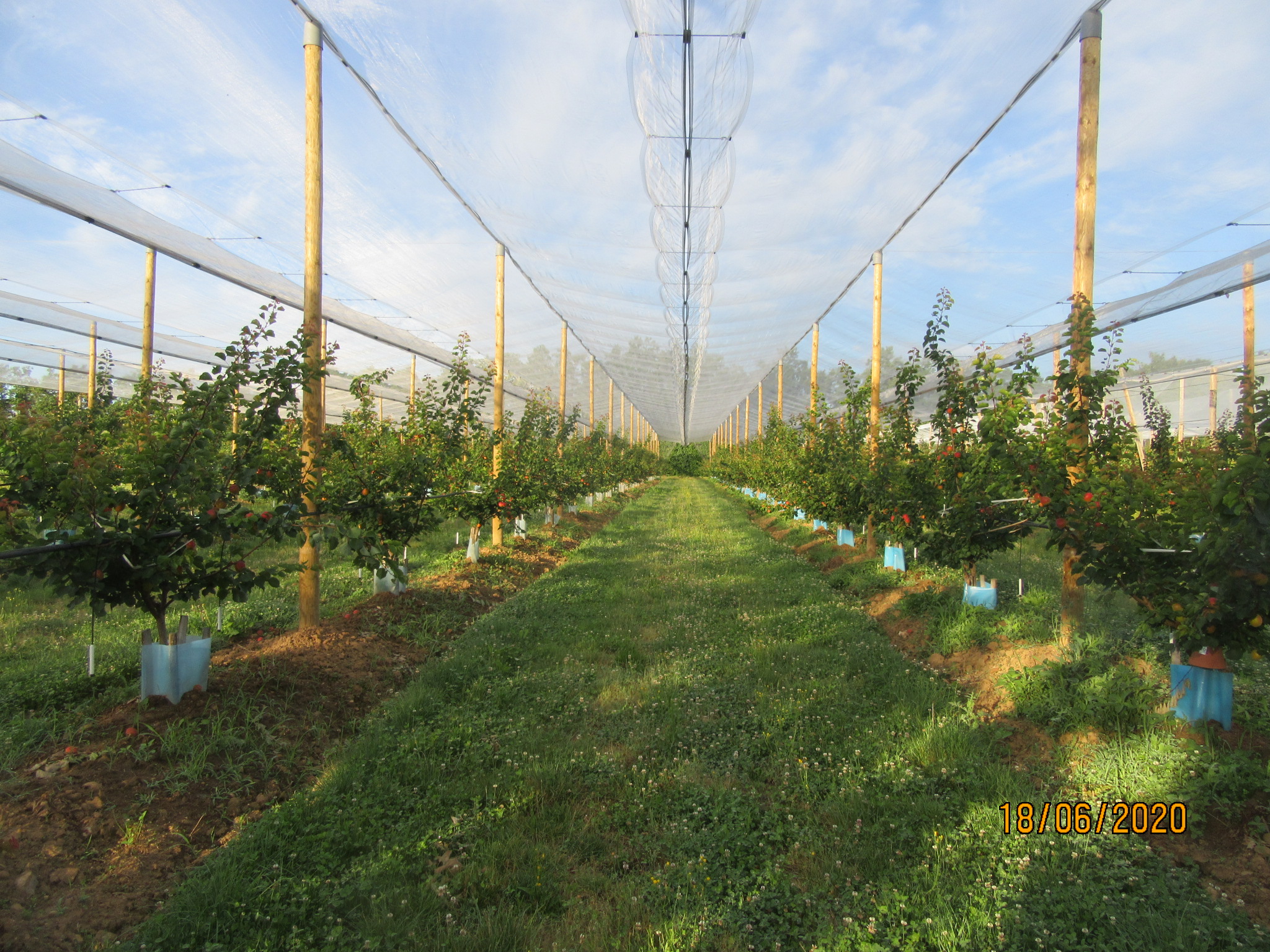 Photographie de la parcelle ECO