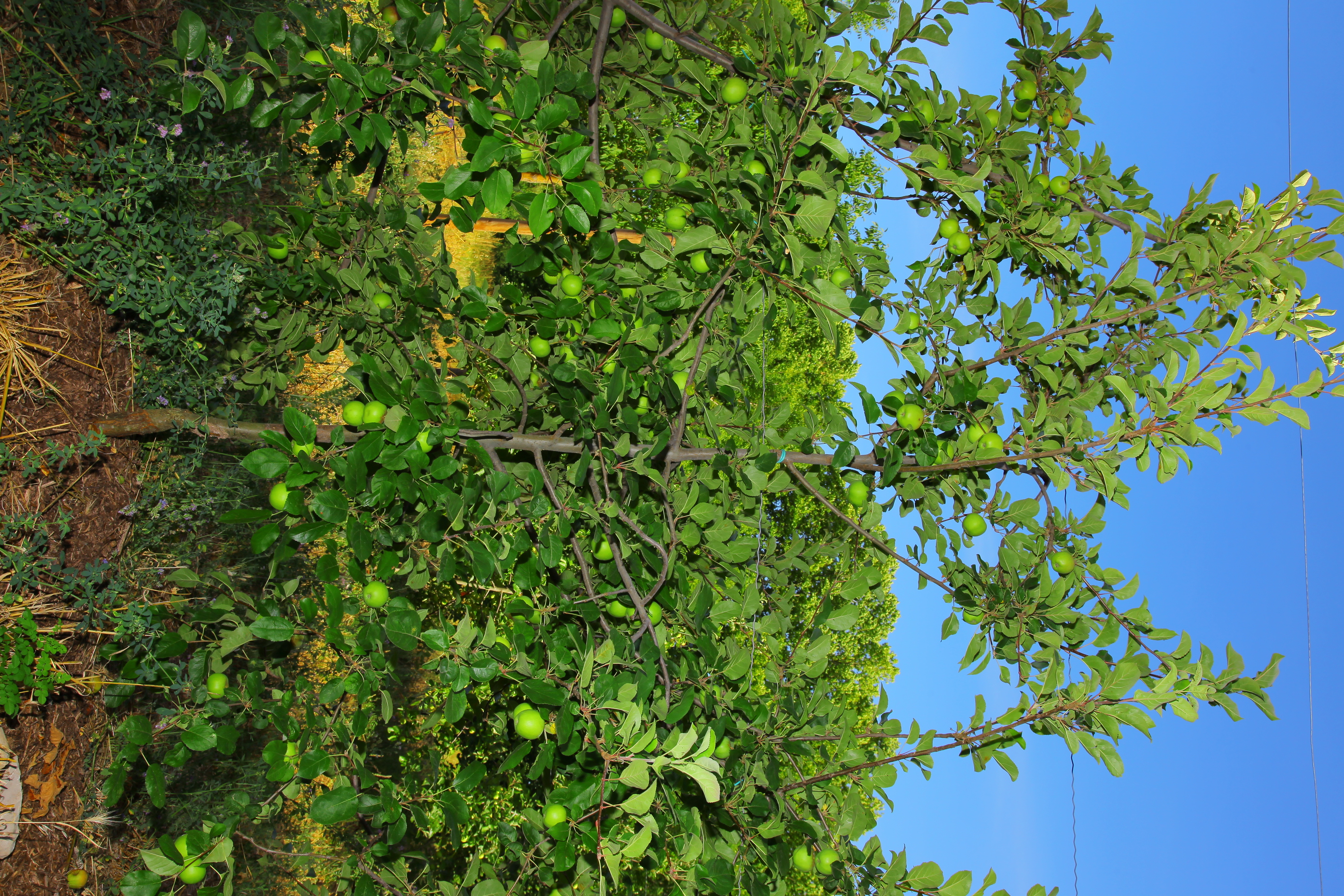 Pommier (Dalinette/G202) témoin