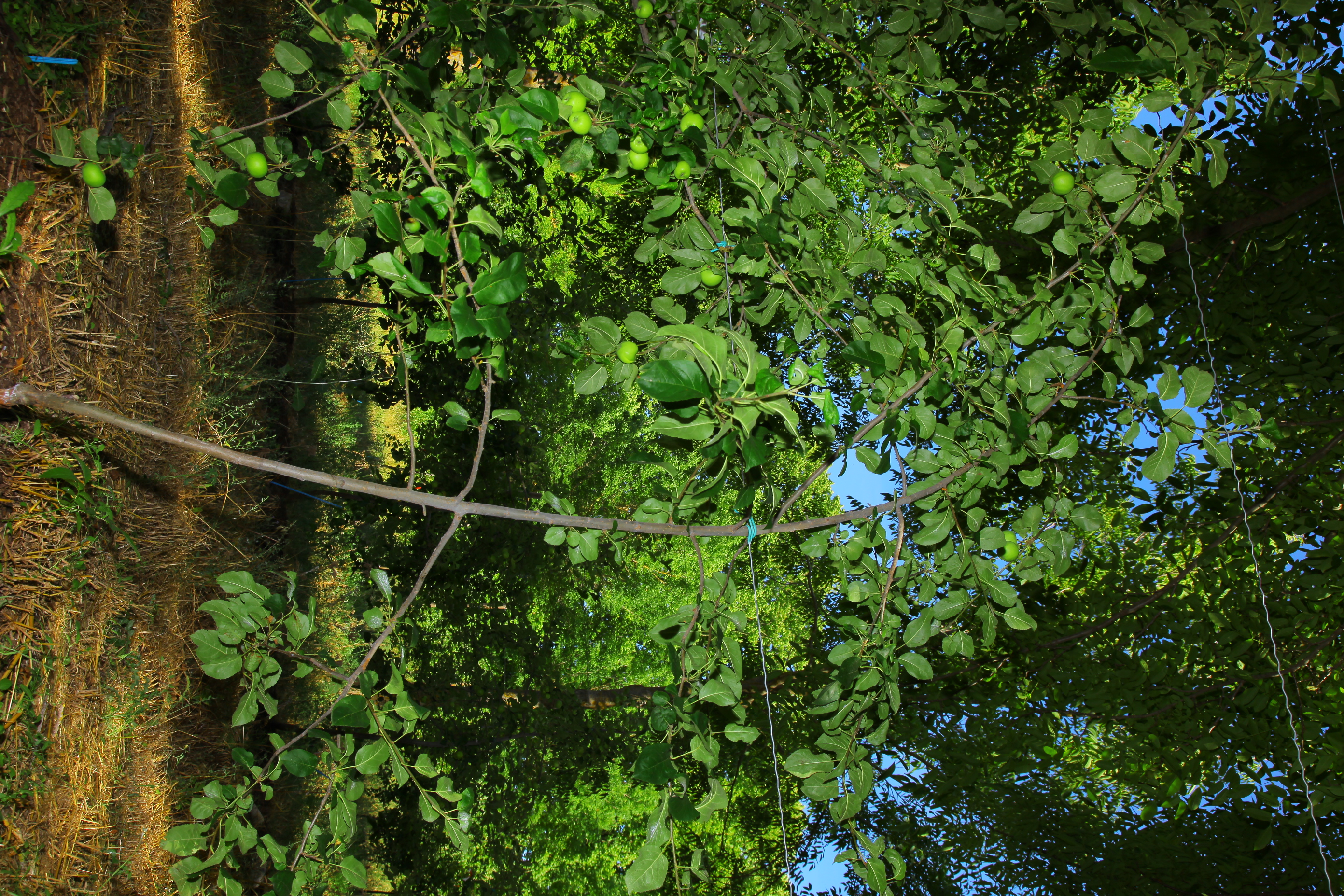 Pommier (Dalinette/G202) en inter-rang des noyers