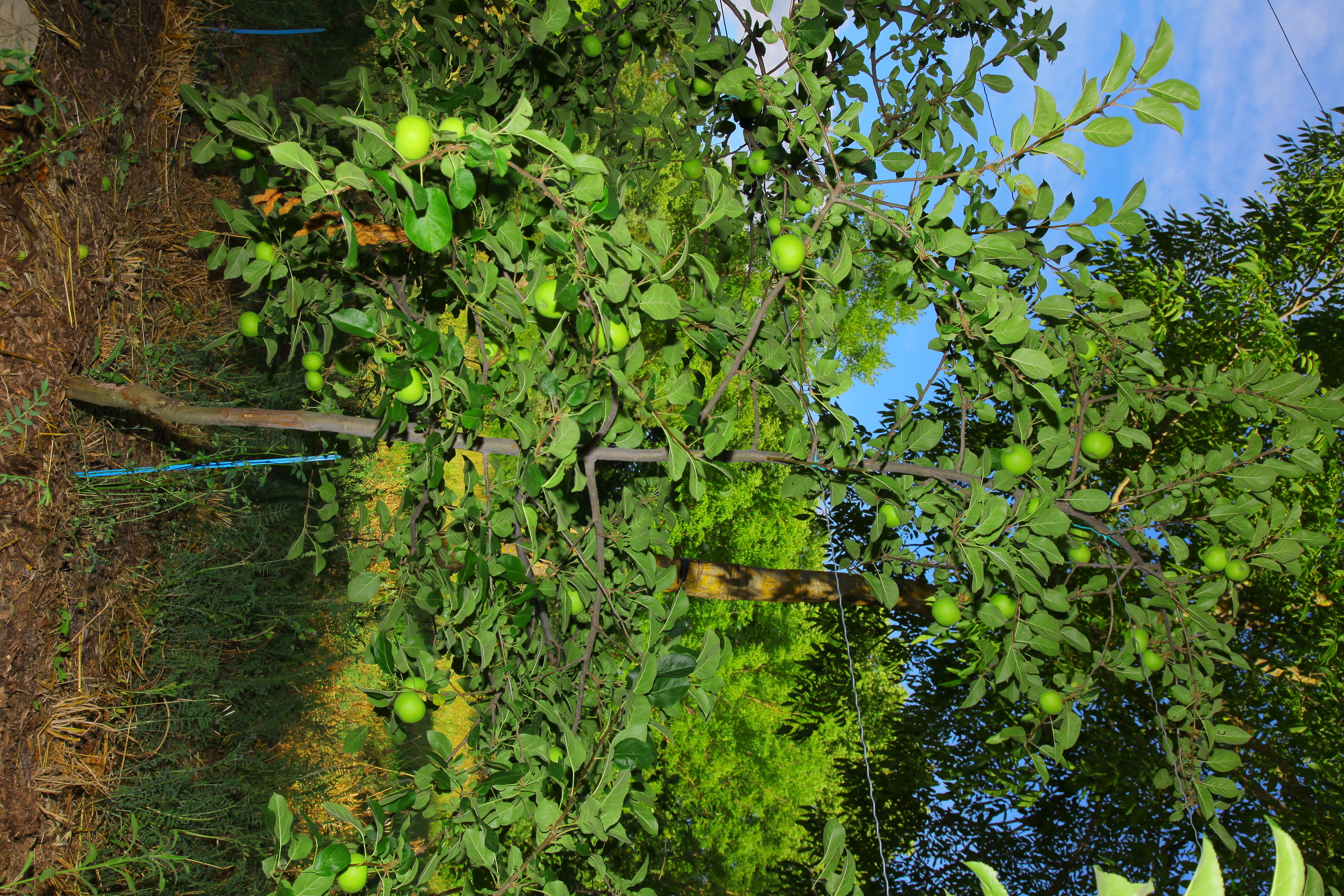 Pommier (Dalinette/G2022) en inter-rang des noyers