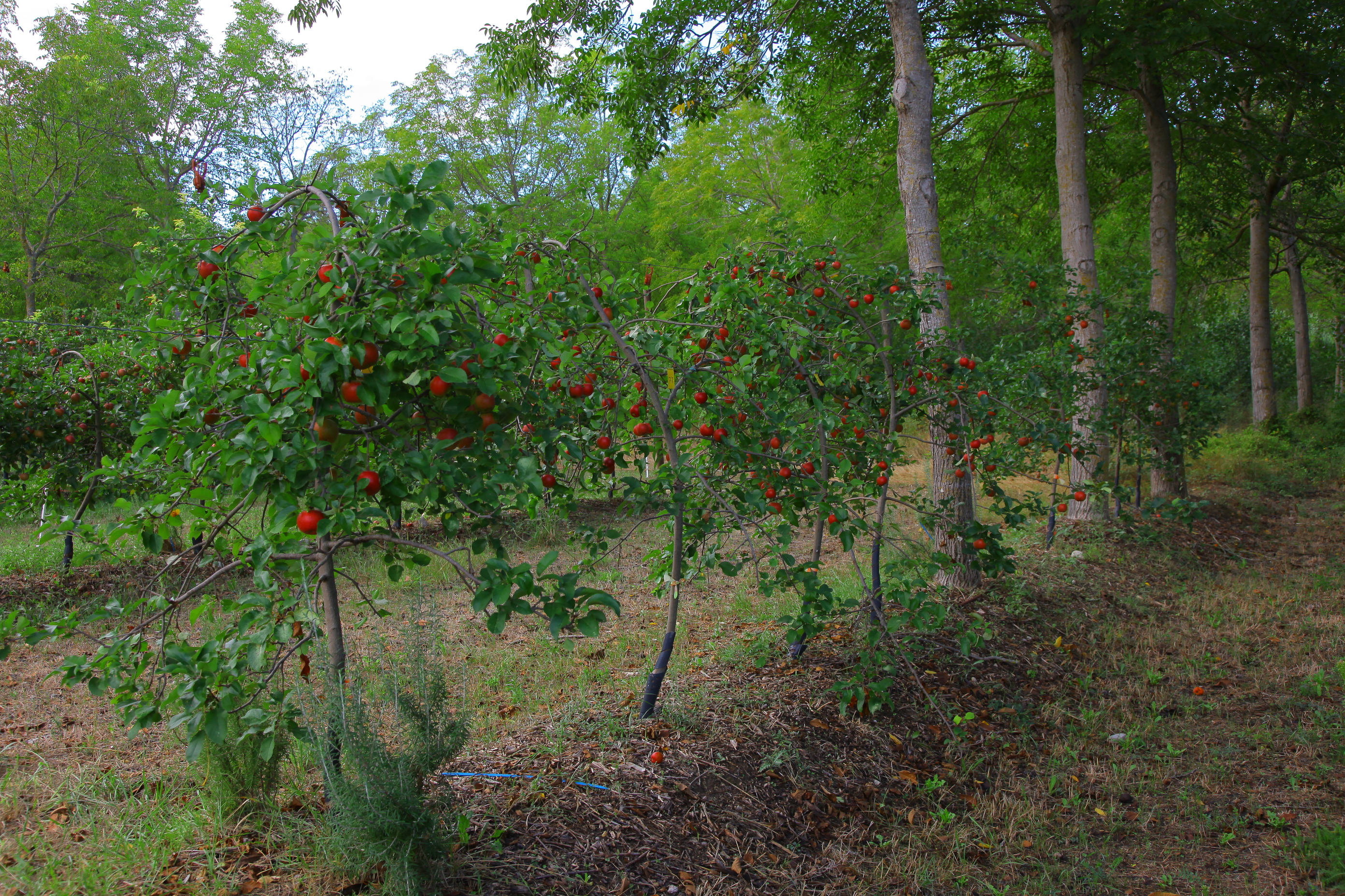 Pommiers de 8 ans sur le rang de noyers âgés de 29 ans