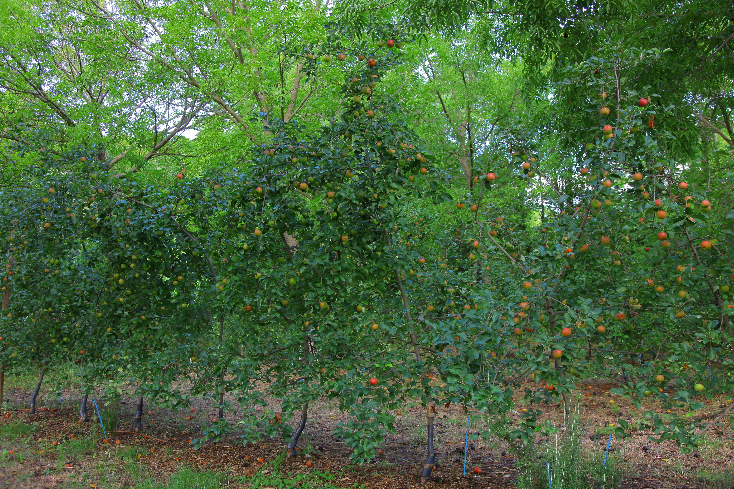 Pommiers de 8 ans entre les rangs de noyers âgés de 29 ans