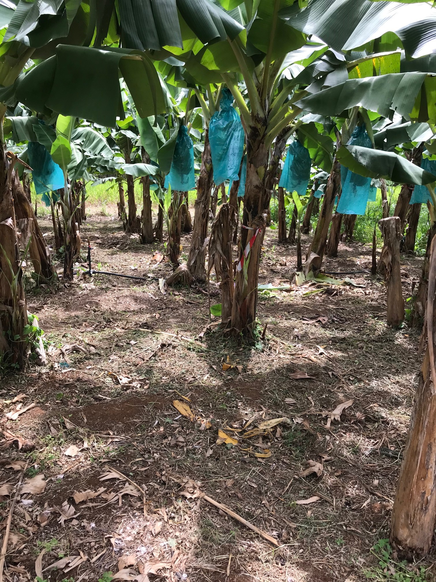 Parcelle conventionnelle avec sol désherbé chimiquement
