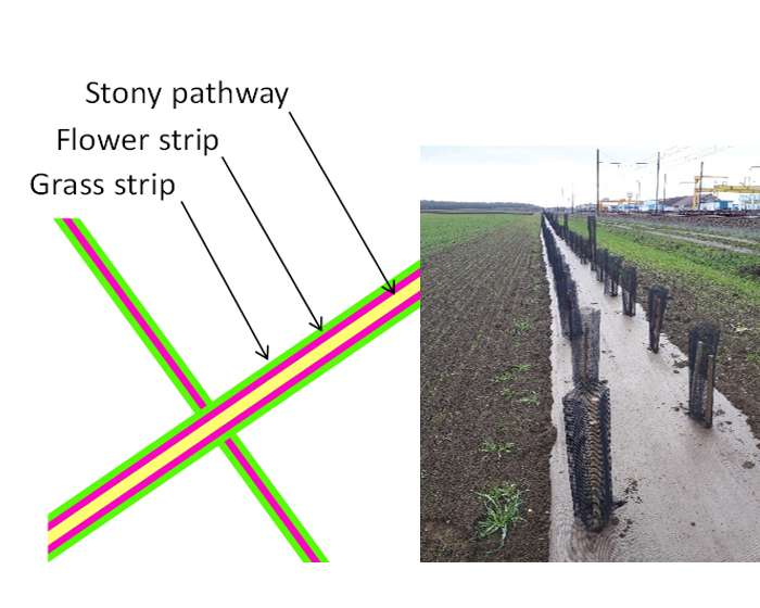 Illustration de la disposition des infrastructures agroécologiques à proximité des parcelles cultivées