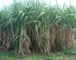 Image cultures tropicales