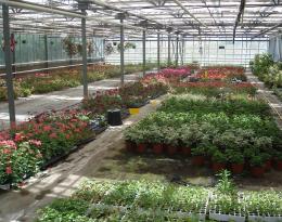 Image horti
