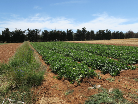 Parcelle de melon avec bande fleurie