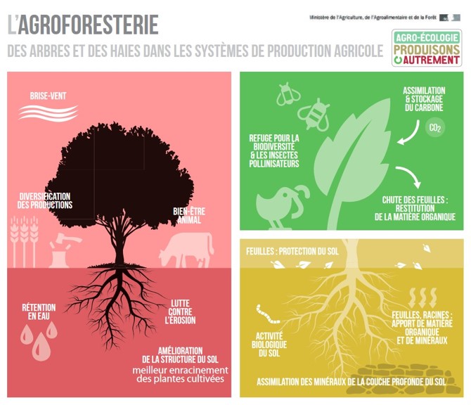 Infographie - L'agroforesterie, plantation d'arbres au sein des cultures