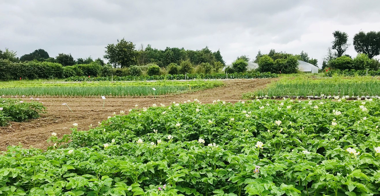 Vue d'ensemble de la parcelle