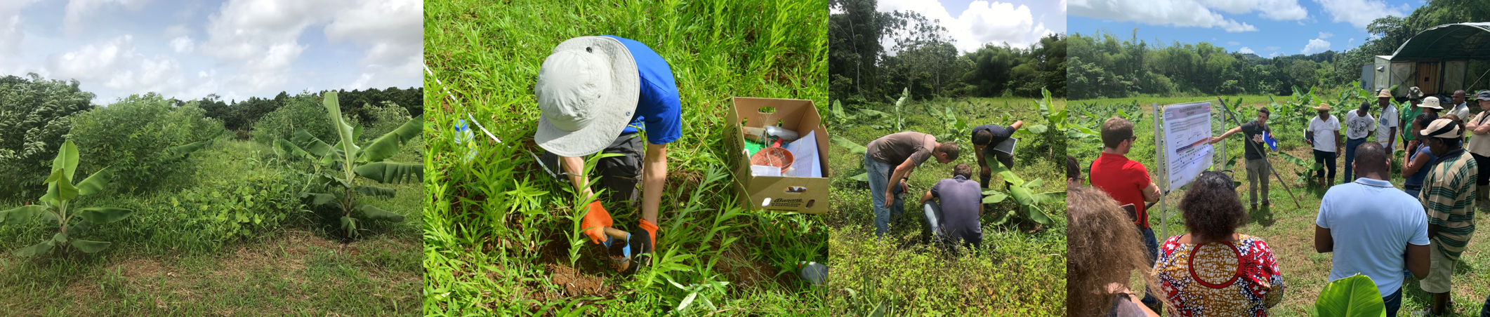 Parcelle expérimentale