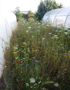 Mélanges attractifs auxiliaires