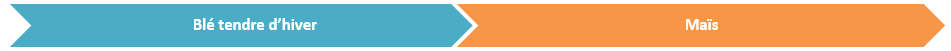 Rotation maïs-blé