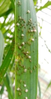 Momies de Praon sur pucerons des céréales