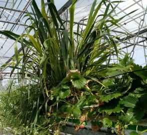 Plantes relais (céréales) entre les plants de fraisiers en hors sol