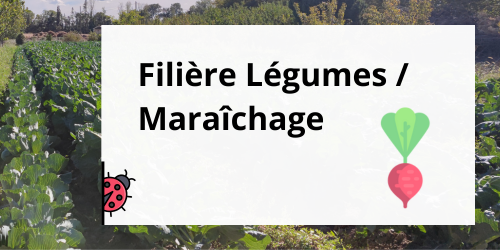 Légume - Maraîchage