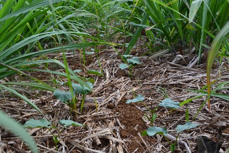 Levée de PDS dans l'interrang de la canne à sucre