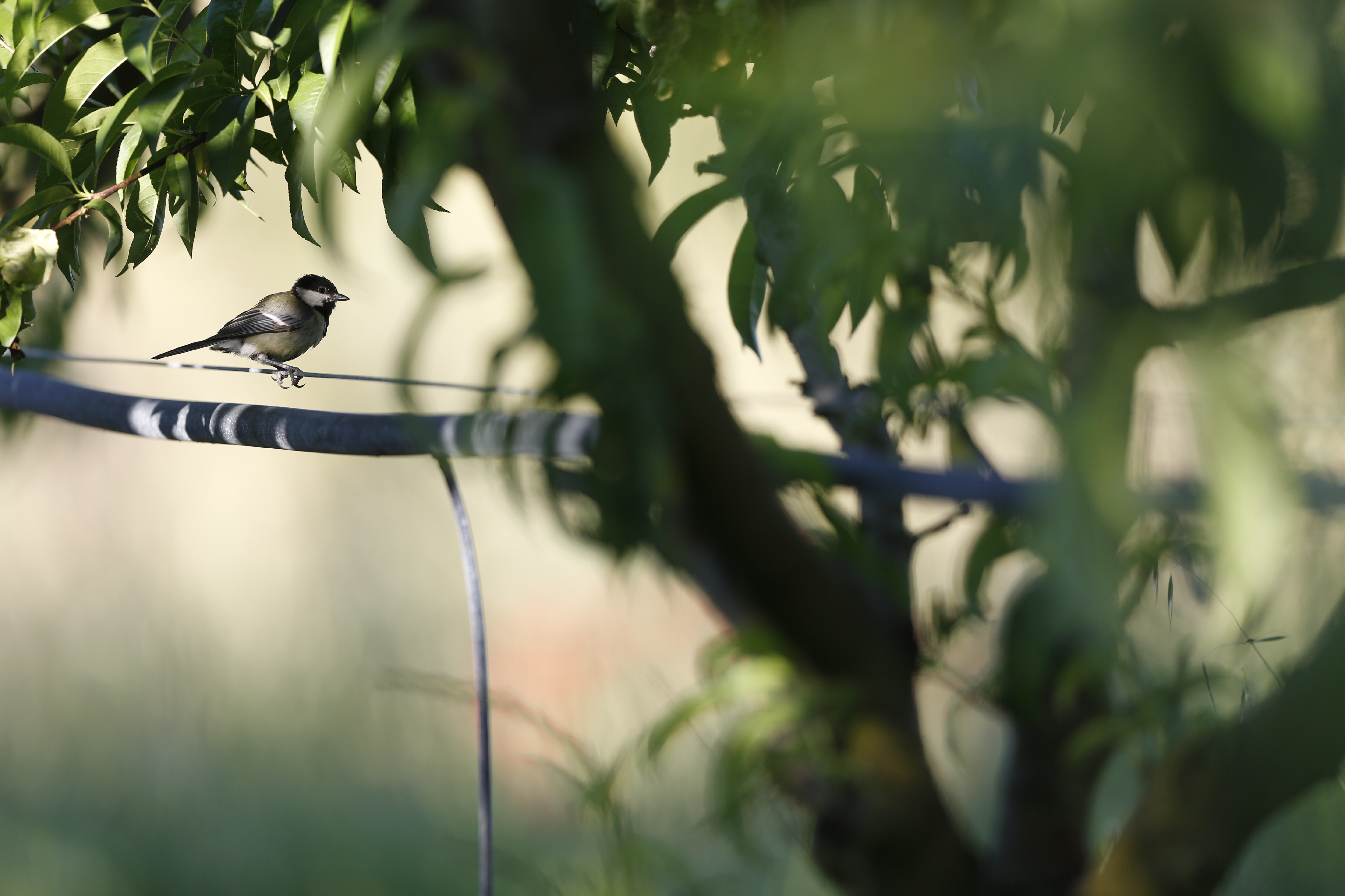 Tab_Biodiversité_Pêchers