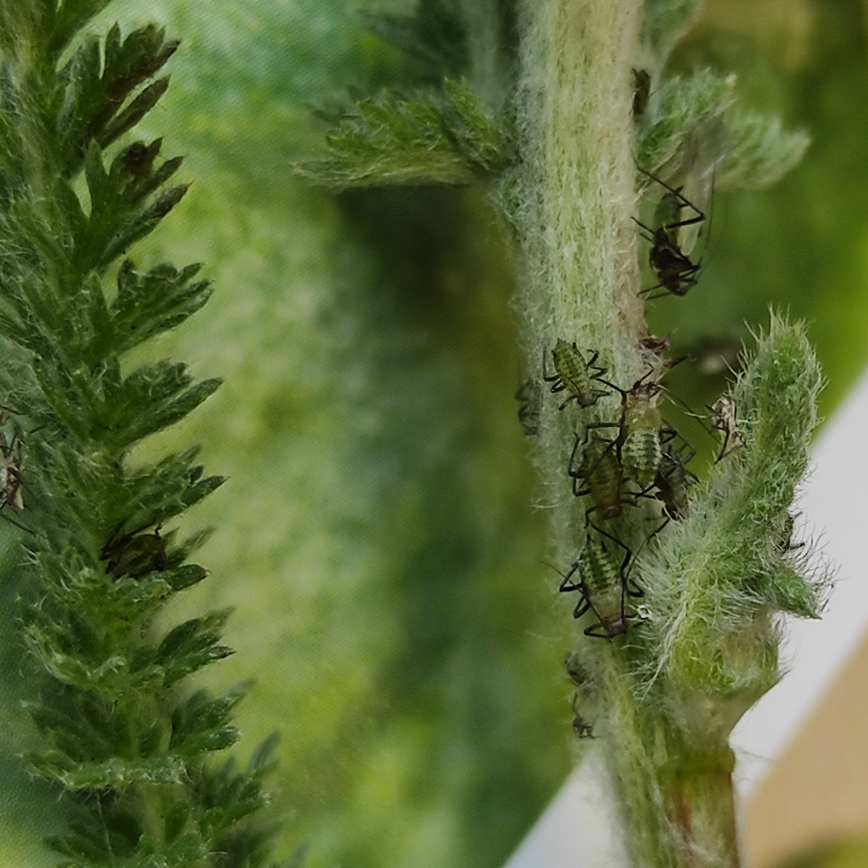 Macrosiphoniella millefolii