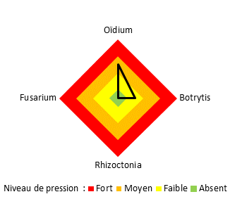 Pression maladies Rosabip