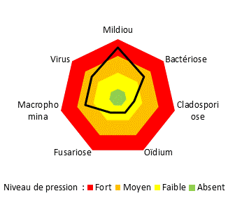 Forte dominance du mildiou et de la bactériose