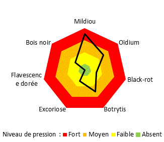 Les maladies principales sur le site de la PRI de Montreuil-Bellay sont principalement le Mildiou et dans une moindre mesure l'oïdium et le Botrytis.