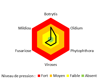 Principales maladies en plantes en pots sous serre chauffée