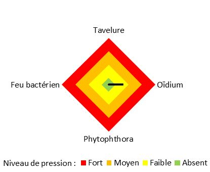 Pression de maladie sur la parcelle de pommiers en agroforesterie