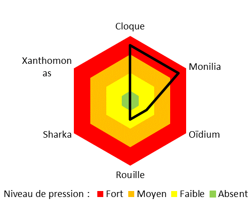 Maladies sur pêcher