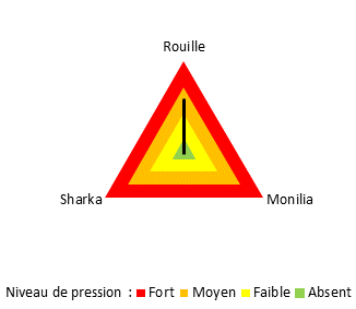 Grosse pression rouille sur la variété Grenadine. Les trois autres variétés n'étaient pas touchées.