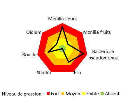 Pression forte des monilioses sur fleurs et de la bactériose