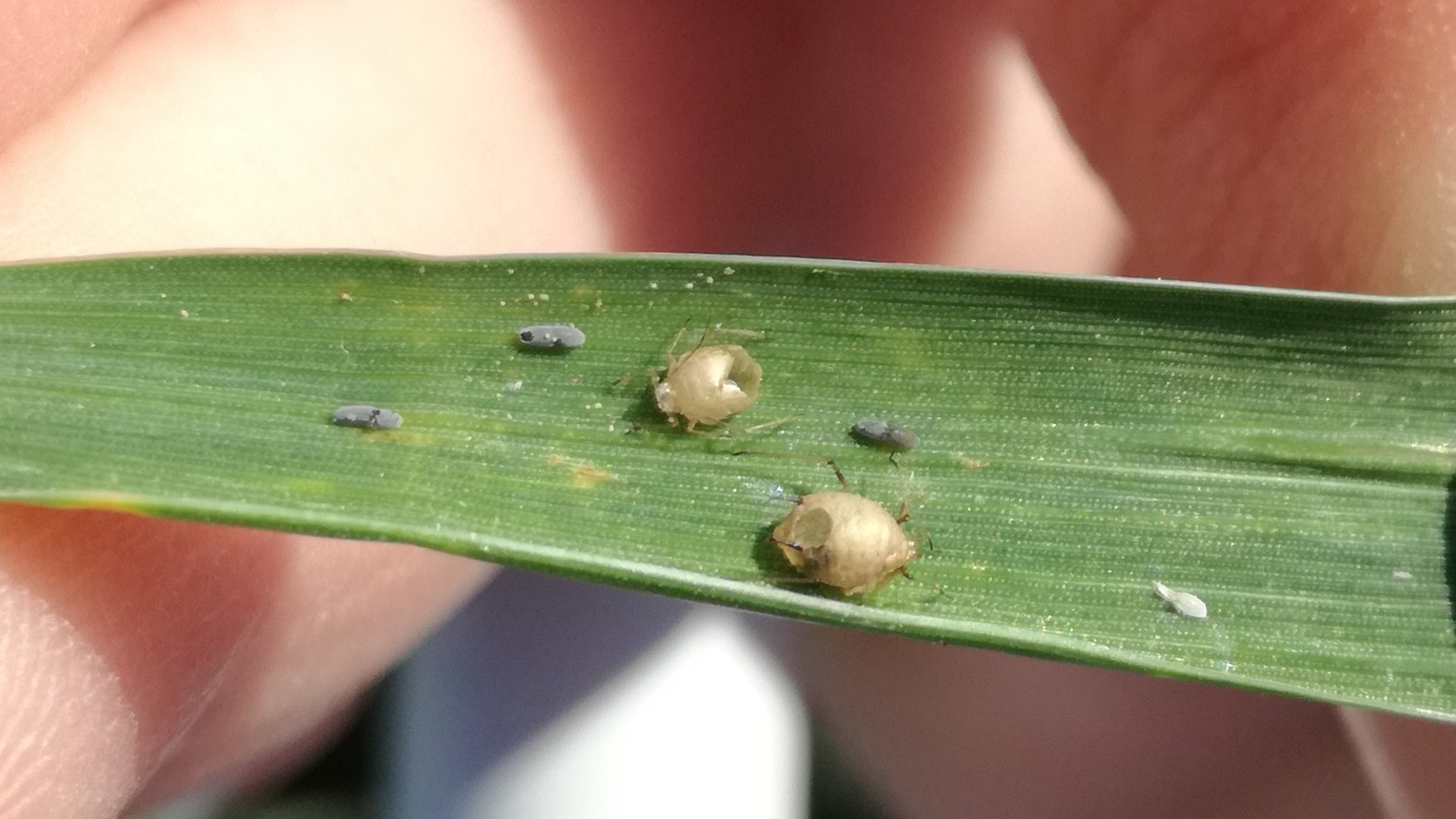 Photo d'une momie de puceron sur feuille de blé tendre d'hiver (puceron parasité par un micro hyménoptère)