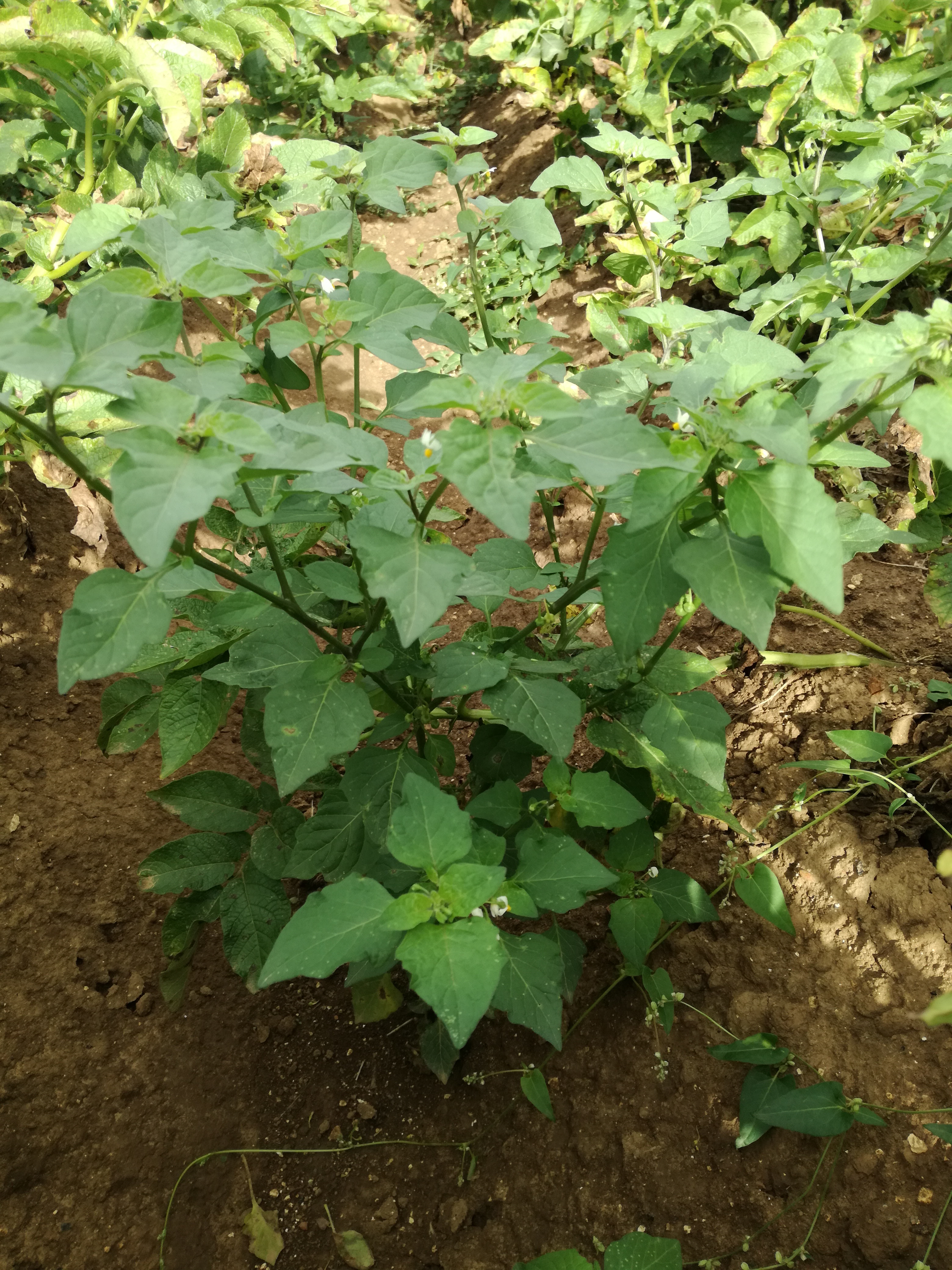 Photo d'une morelle noire en floraison 