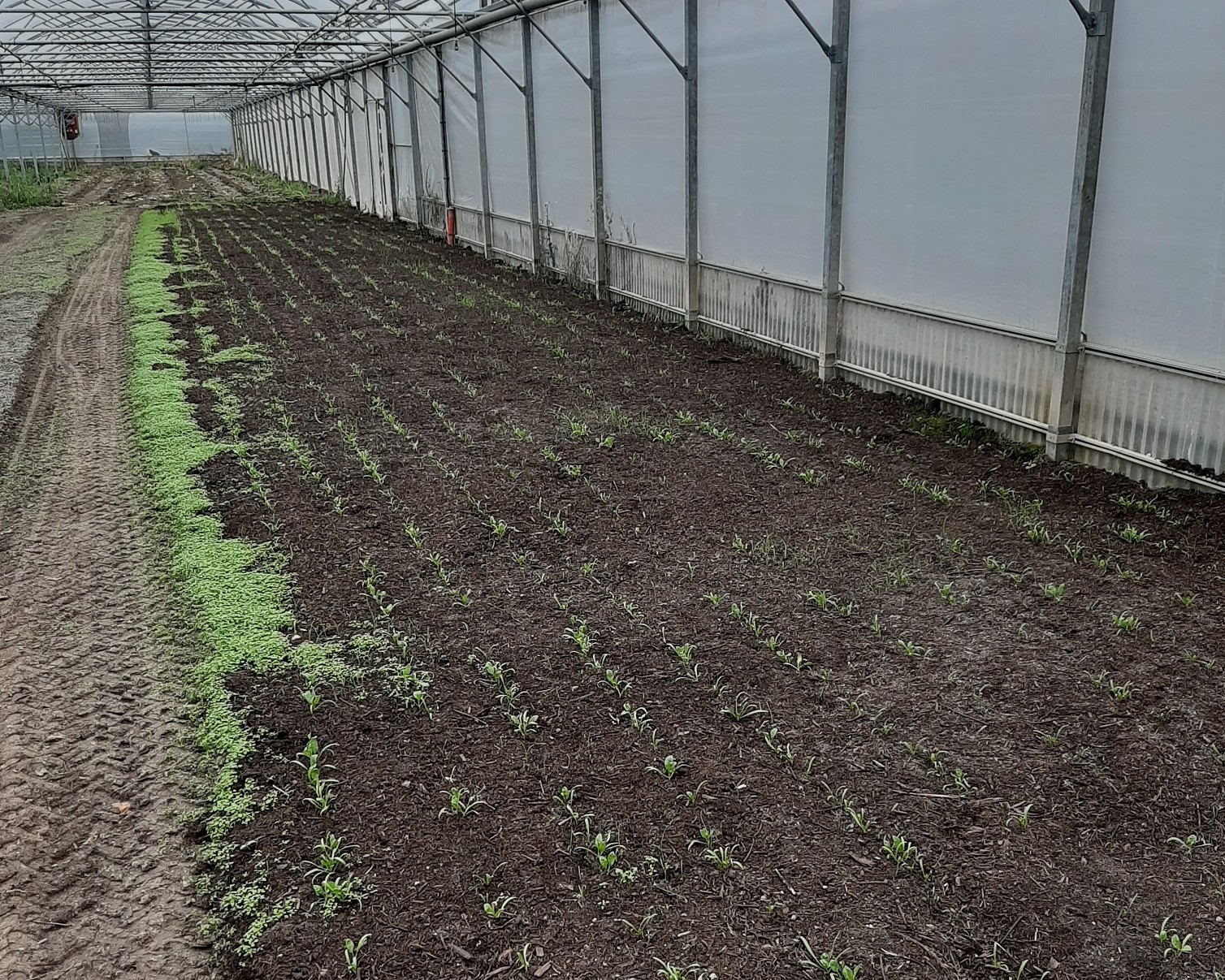 Compost végétal utilisé en tant que mulch