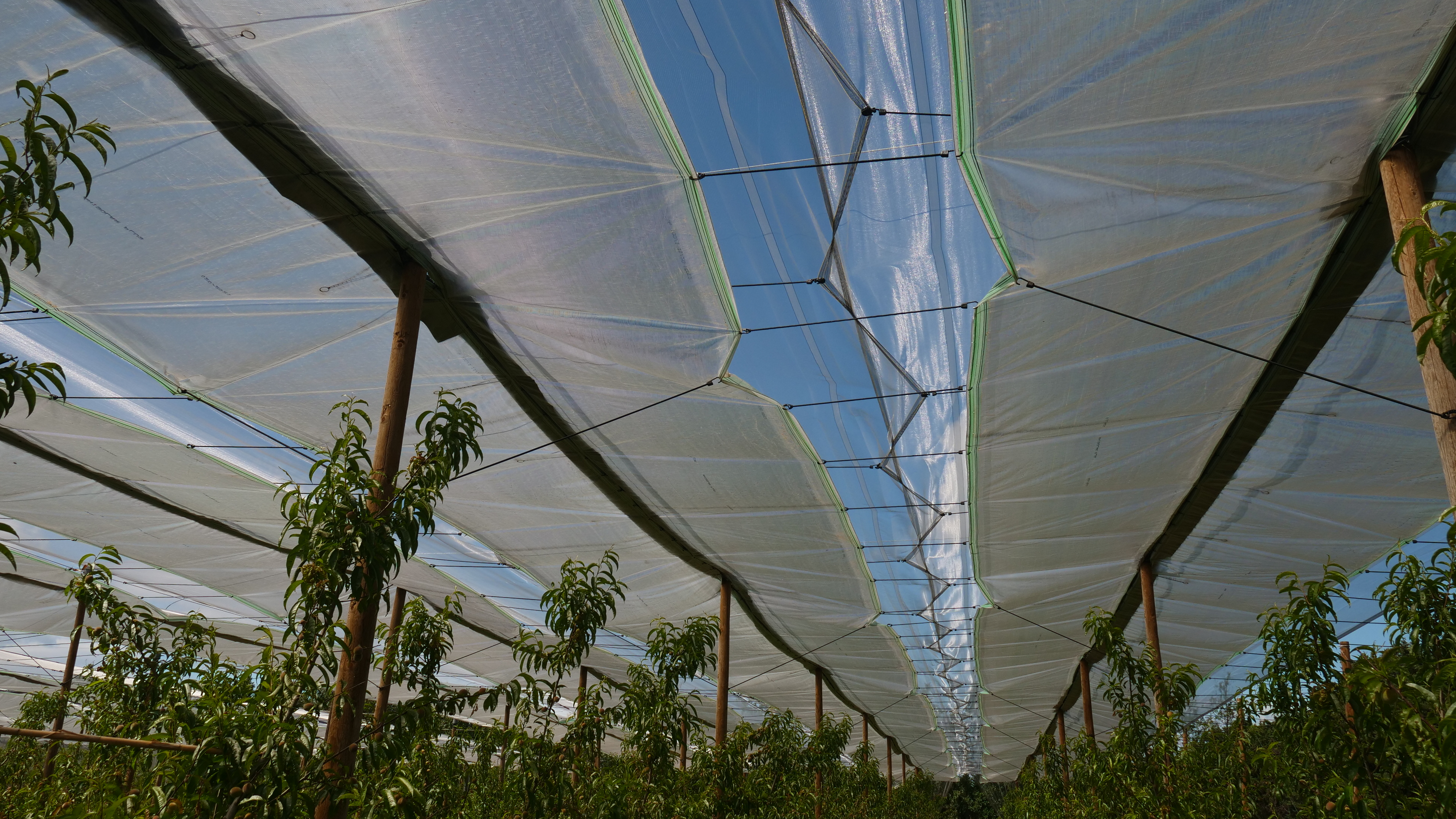 Bâche anti pluie déployée sur le verger du stade petits fruits à la fin de la récolte pour maitriser les monilioses sur fruits. 