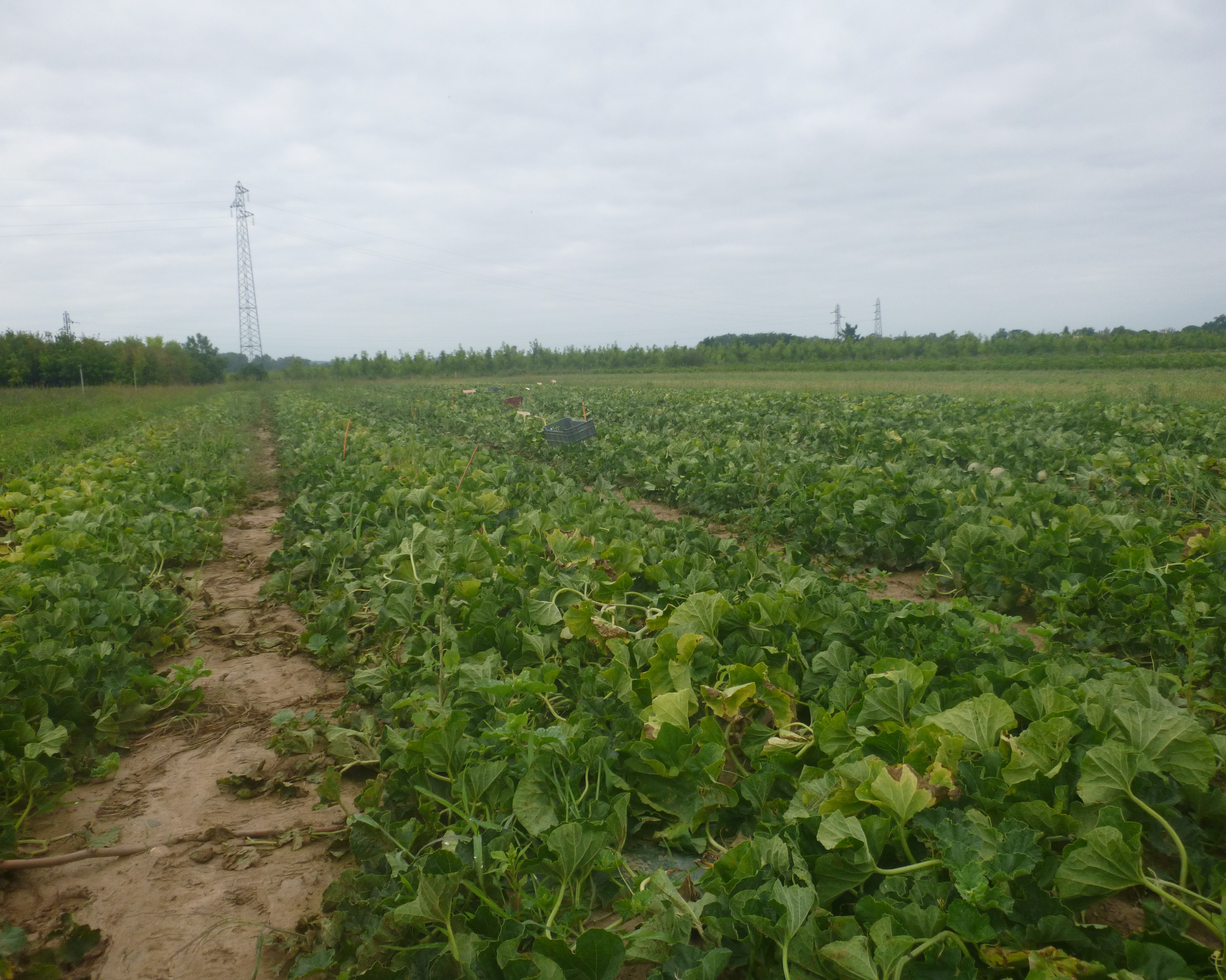 Parcelle d'essai de melon au stade pré-récolte