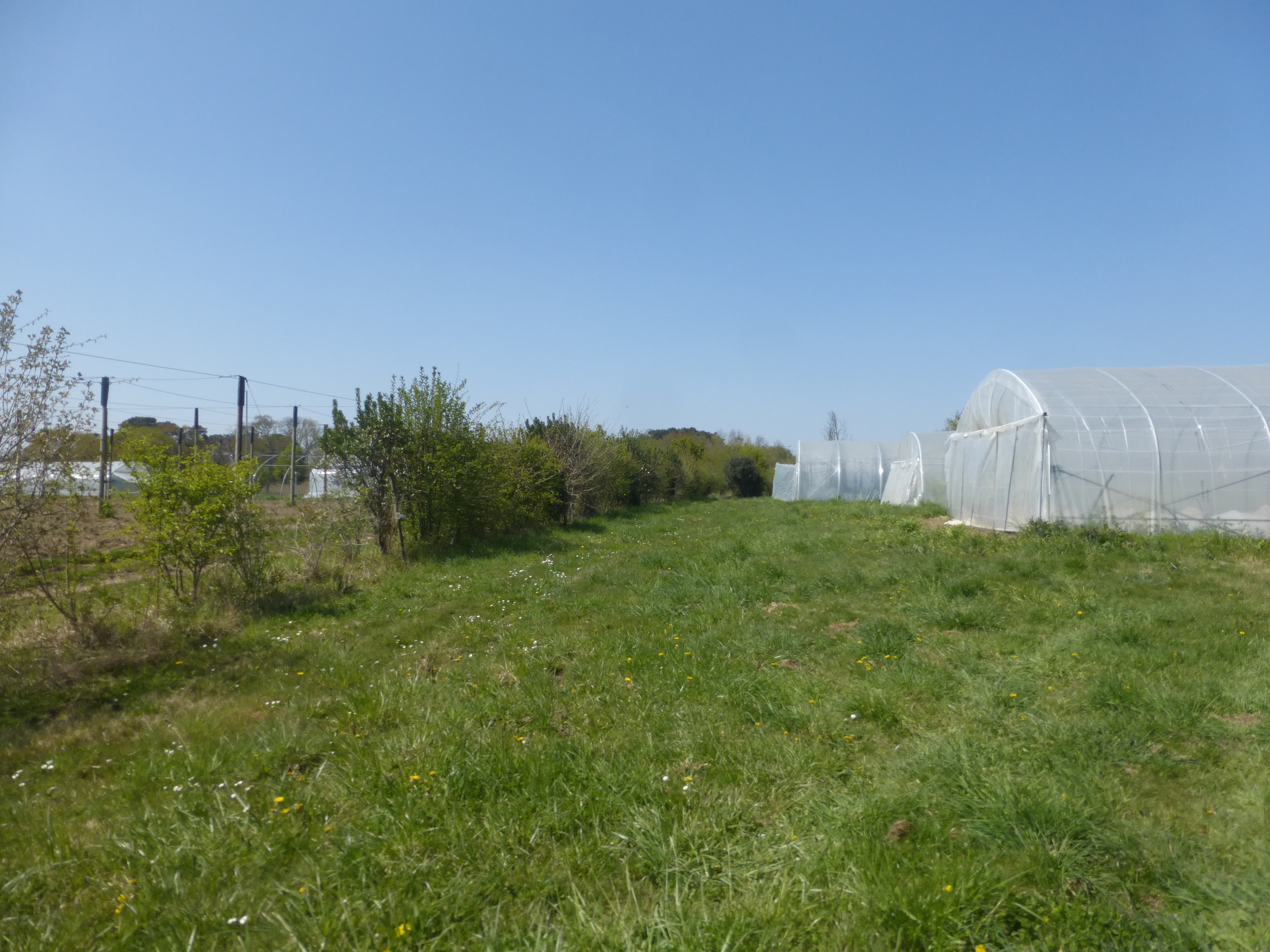 Haie composite en bordure de tunnel